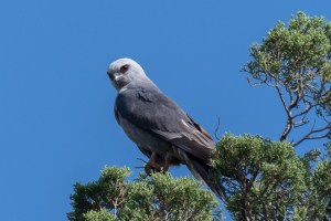 Mississippi Kite