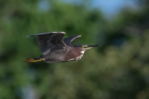 Green Heron