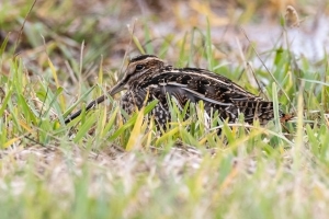Wilsons Snipe
