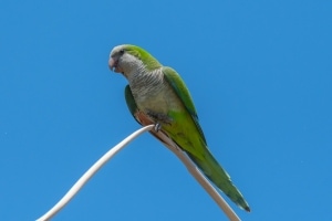 Monk Parakeet