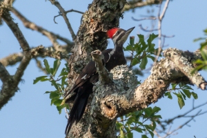 Pileated Woodpecker