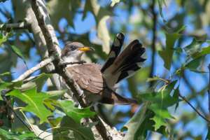 Yellow billed Cuckoo