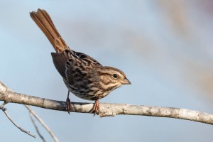 Song Sparrow