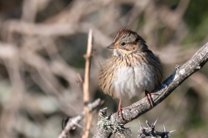 Lincolns Sparrow