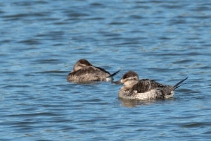 Ruddy Duck