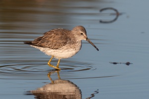 Stilt Sandpiper