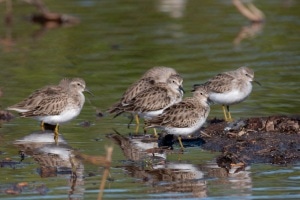 Least Sandpiper