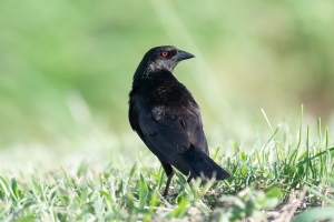Bronzed Cowbird