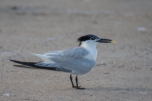 Sandwich Tern