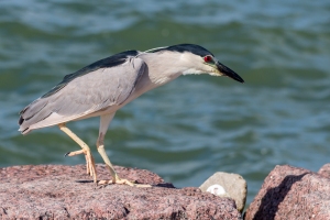 Black crowned Night Heron