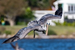 Brown Pelican