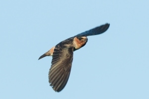 Cliff Swallow
