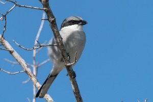 Loggerhead Shrike