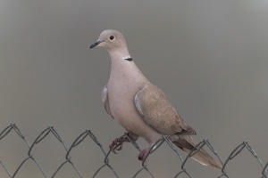 Eurasian Collared Dove