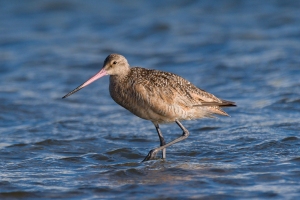 Marbled Godwit