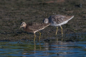 Short billed Dowitcher