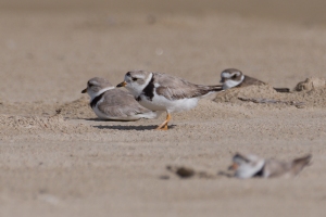 Piping Plover