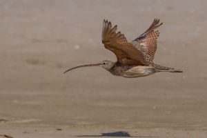 Long billed Curlew