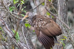 Limpkin