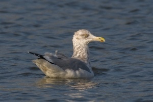 Herring Gull