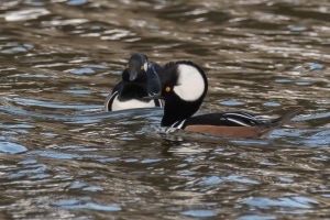 Hooded Merganser