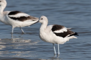American Avocet