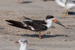 Black Skimmer