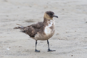 Pomarine Jaeger