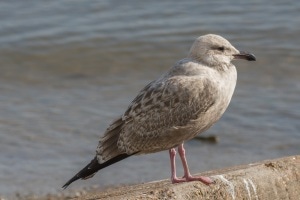 Iceland Gull (Thayer's)