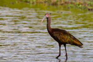 White faced Ibis