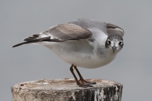 Franklin's Gull