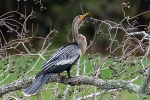 Anhinga