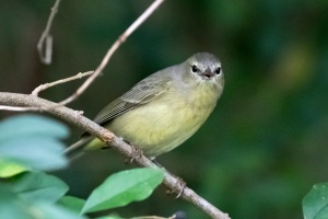 Orange crowned Warbler