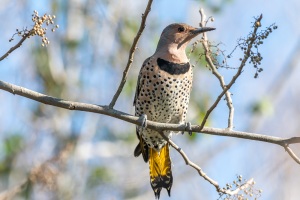 Northern Flicker