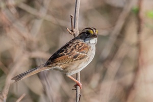 White throated Sparrow