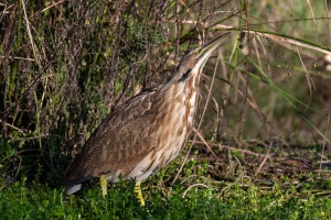 American Bittern