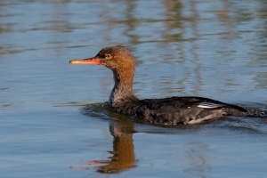 Red breasted Merganser