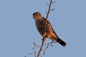 Merlin