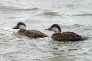 Black Scoter