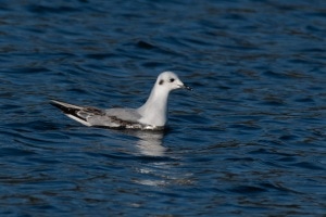 Bonaparte's Gull