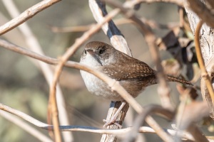 House Wren