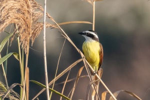 Great Kiskadee