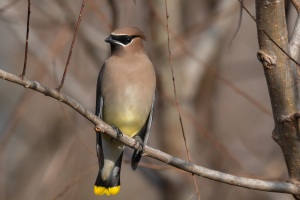 Cedar Waxwing