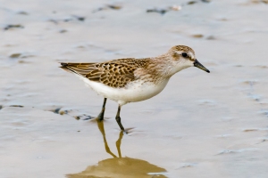 Semipalmated Sandpiper