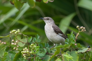 Northern Mockingbird