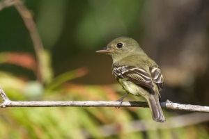 Yellow bellied Flycatcher