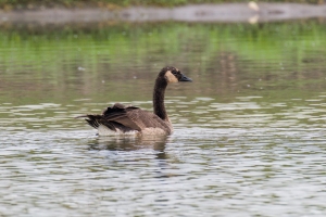 Canada Goose