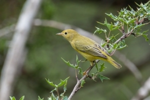 Yellow Warbler