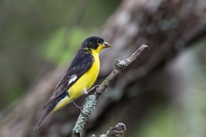 Lesser Goldfinch