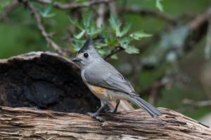 Black crested Titmouse